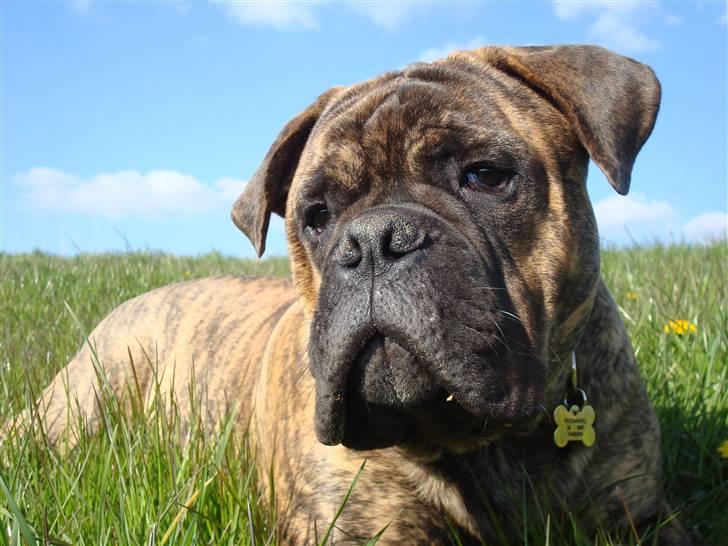 Bullmastiff Bullbjerggårds Bosco billede 1