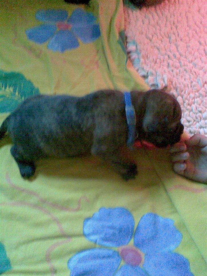 Bullmastiff Bullbjerggårds Bosco billede 2