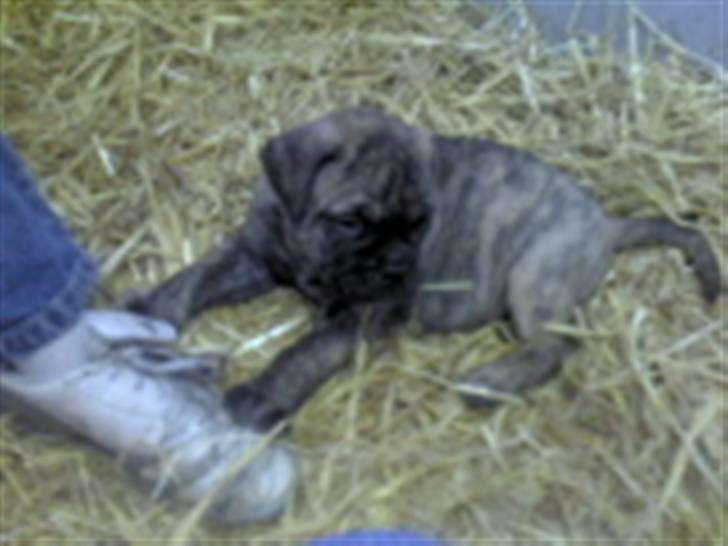 Bullmastiff Bullbjerggårds Bosco billede 3