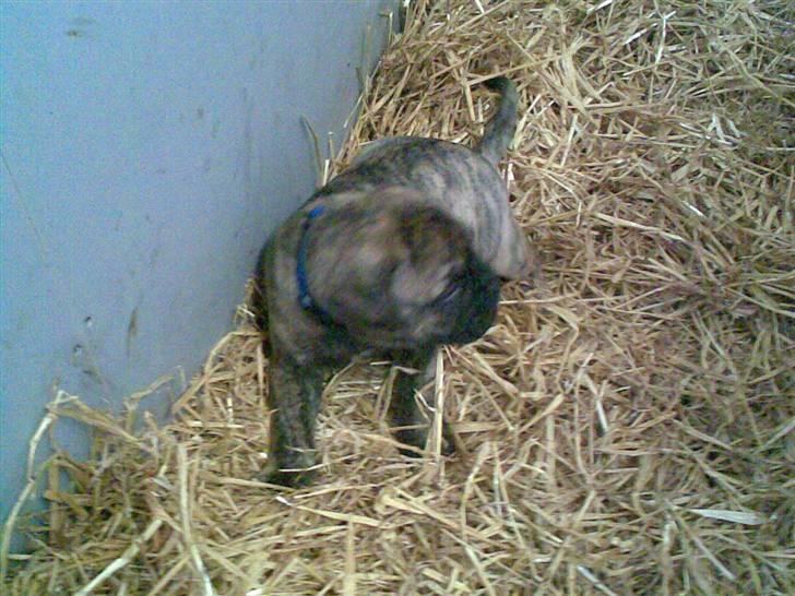 Bullmastiff Bullbjerggårds Bosco billede 4