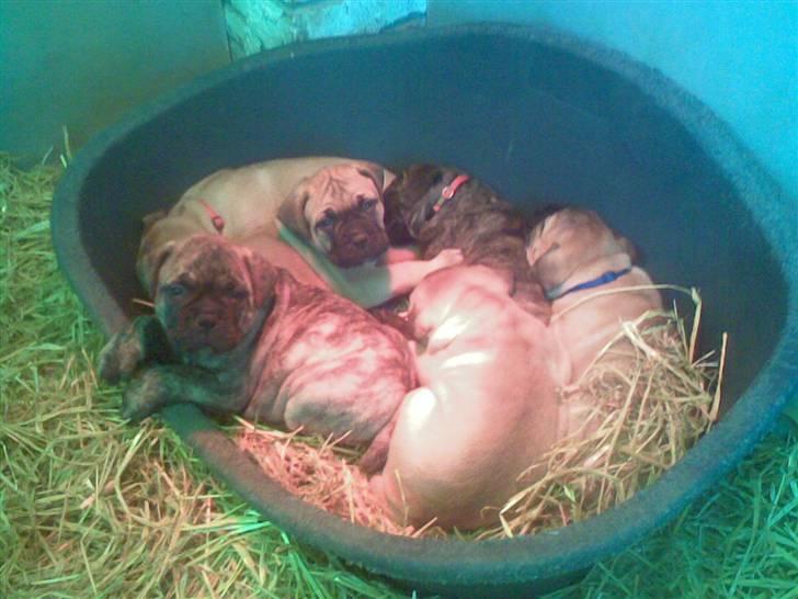 Bullmastiff Bullbjerggårds Bosco billede 5