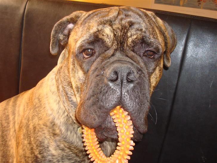 Bullmastiff Bullbjerggårds Bosco billede 6