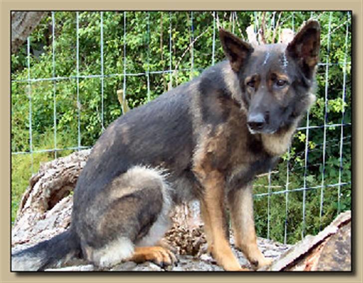 Schæferhund Vito R.I.P - vito billede 1