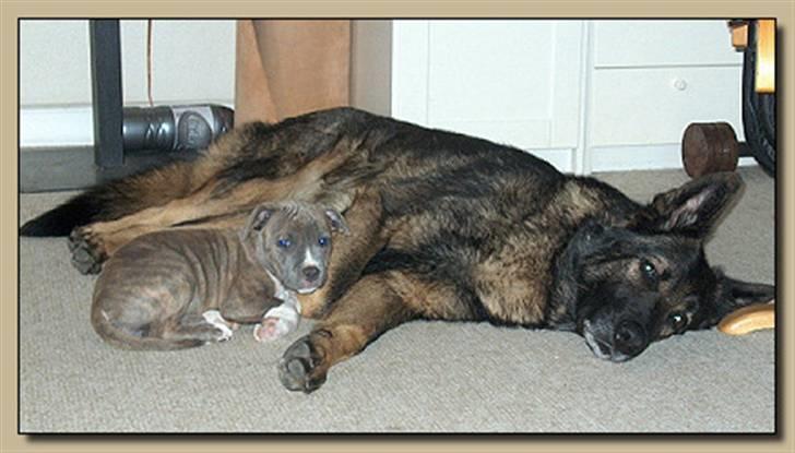 Schæferhund Vito R.I.P - vito og lille ditte billede 3