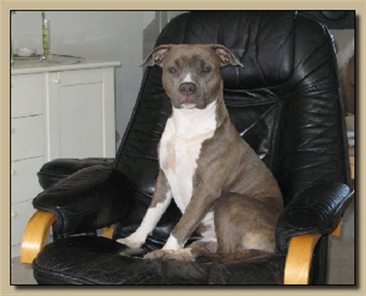 Amerikansk staffordshire terrier Ditte - ditte i fars stol billede 1
