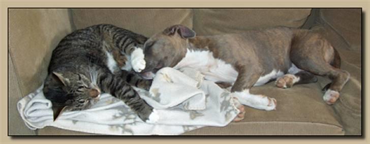 Amerikansk staffordshire terrier Ditte - ditte og fede mads hygger. billede 3