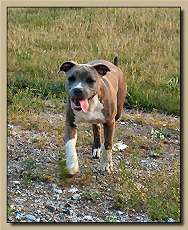 Amerikansk staffordshire terrier Ditte - Ditte lalleglad billede 4