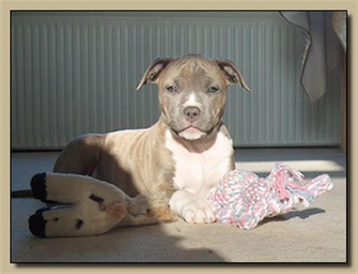 Amerikansk staffordshire terrier Ditte - Ditte som hvalp billede 5