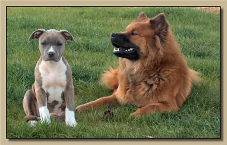 Amerikansk staffordshire terrier Ditte - Ditte og Anna billede 7