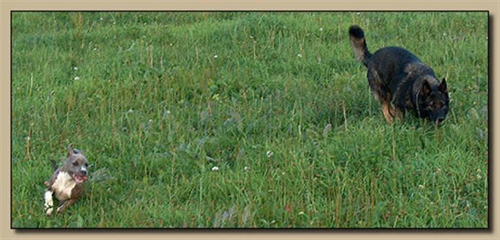 Amerikansk staffordshire terrier Ditte - Ditte og Vito leger billede 8