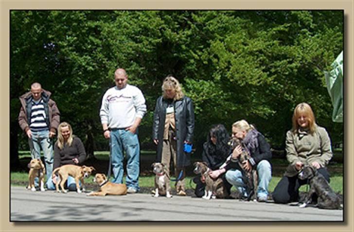 Amerikansk staffordshire terrier Ditte - Hvalpetraf, Ditte i midten billede 9