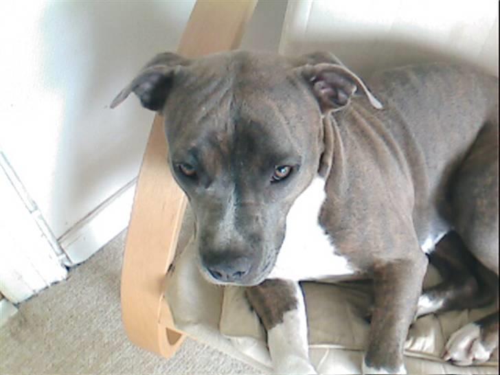 Amerikansk staffordshire terrier Ditte - Ditte i sin stol billede 10