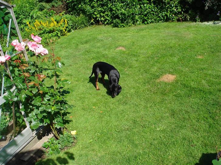 Bayersk vildtsporhund Maja - uhh her lugter godt billede 10