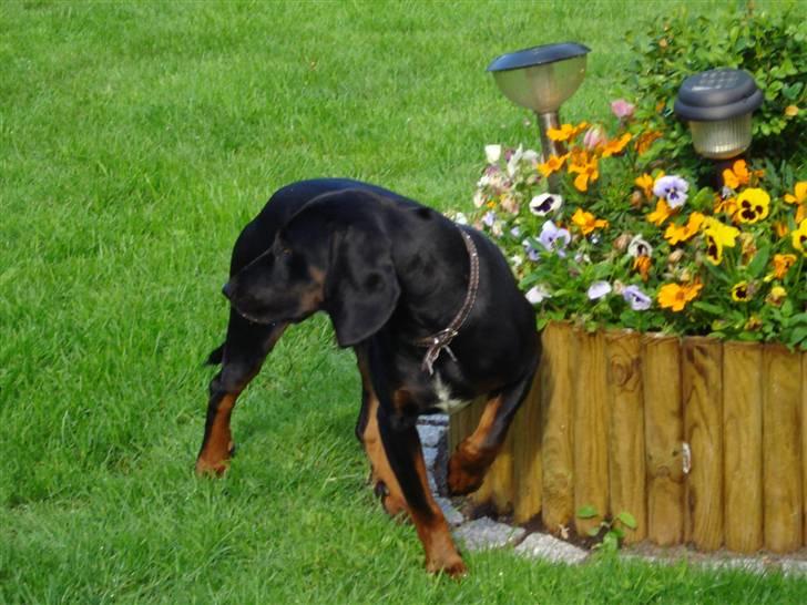 Bayersk vildtsporhund Maja - jeg er god model ik billede 11