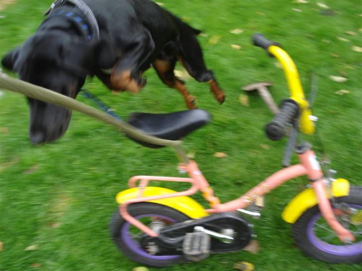 Bayersk vildtsporhund Maja - Hovsaa kom til at rive cykel sædet af ups billede 12