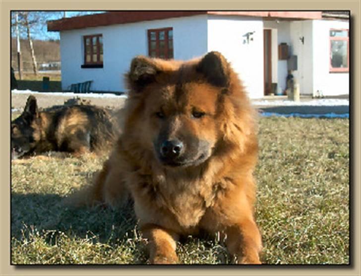 Eurasier Anna - Slikker solskin billede 10