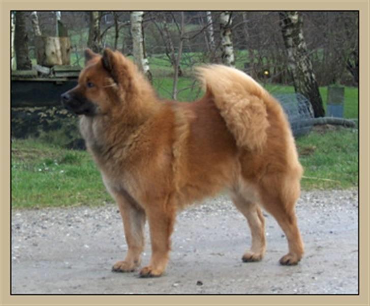 Eurasier Anna - Posere for fotografen billede 11