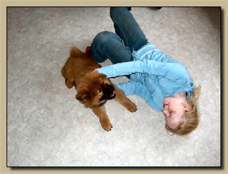 Eurasier Anna - Anne og jeg leger :D billede 13