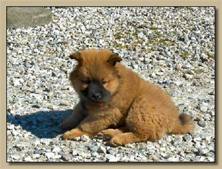 Eurasier Anna - Her er hun næsten lige kommet hjem. billede 15