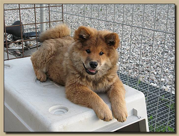 Eurasier alpha - såå sød billede 1