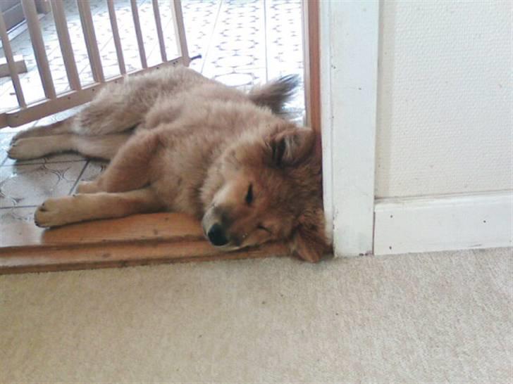 Eurasier alpha - HENDES dørkam billede 2