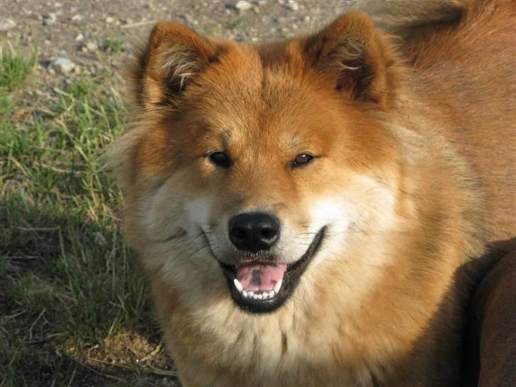 Eurasier alpha billede 3