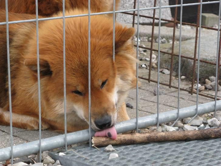 Eurasier alpha billede 4