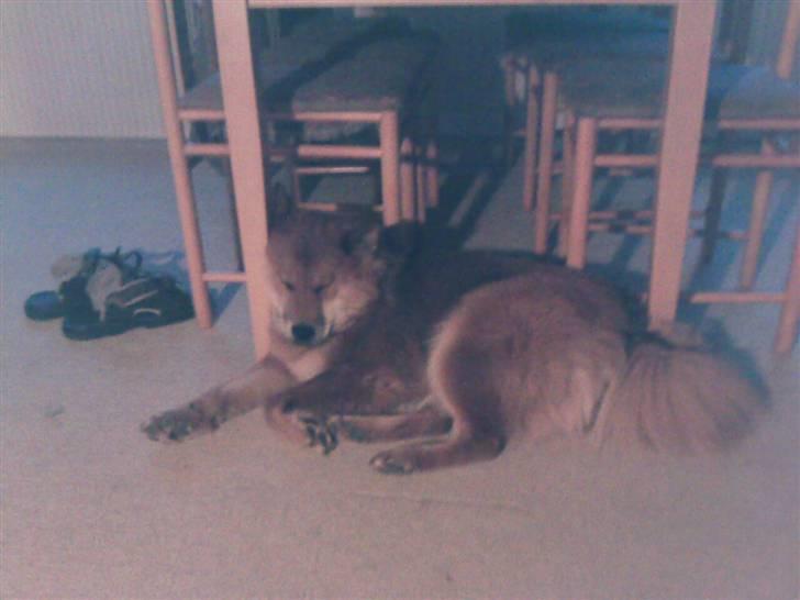 Eurasier alpha billede 5