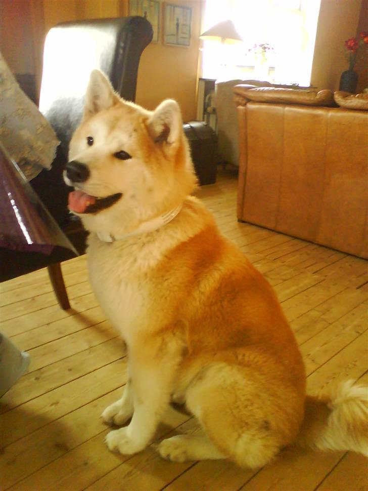 Akita inu sheila billede 15