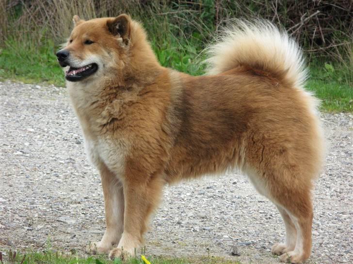 Eurasier alpha - alpha og familie billede 6