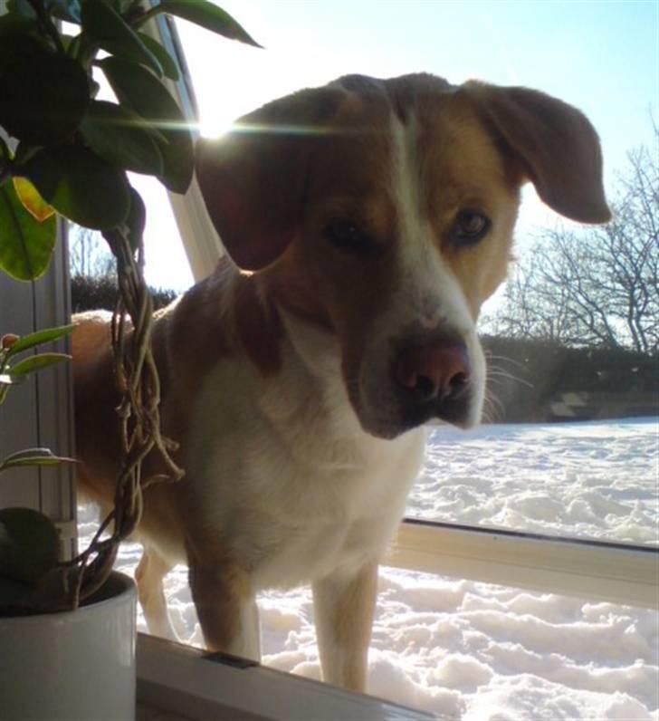 Blanding af racer Kato - velkommen til katos profil. Kig lige mine billeder efter smid en bedømmelse og en kommentar, så du sød :-) billede 1