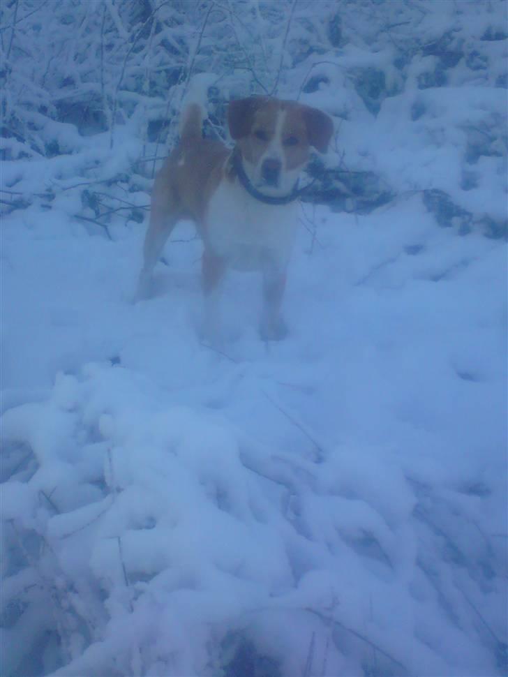 Blanding af racer Kato - sne vovse :-* billede 2