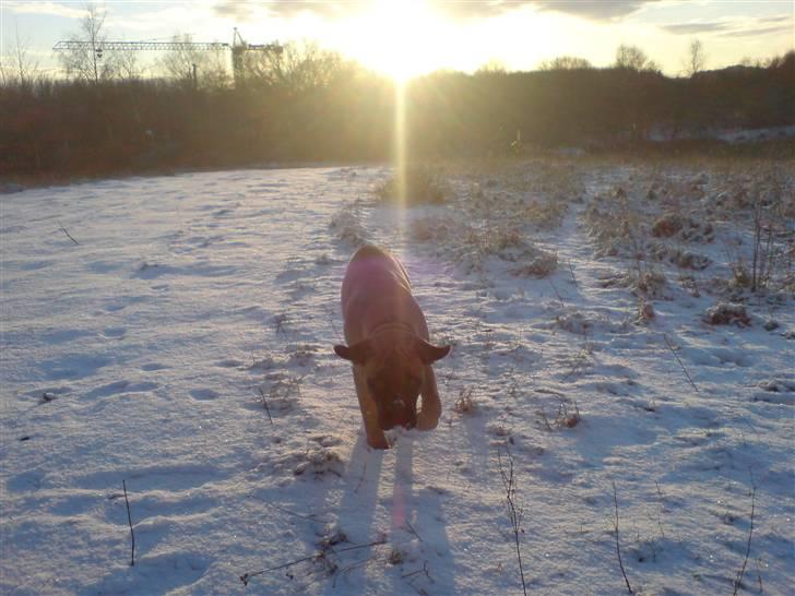 Bullmastiff Gibson - Kommer nu..... billede 12