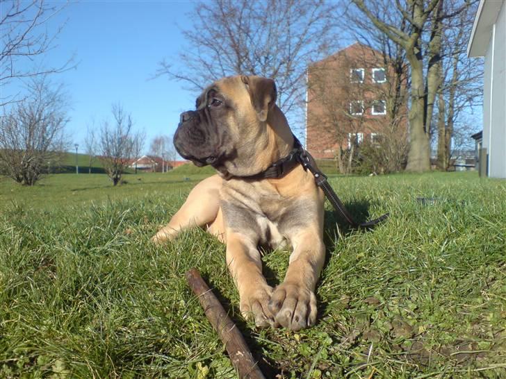 Bullmastiff Gibson - Min pind og i skal ikke tage den. billede 13