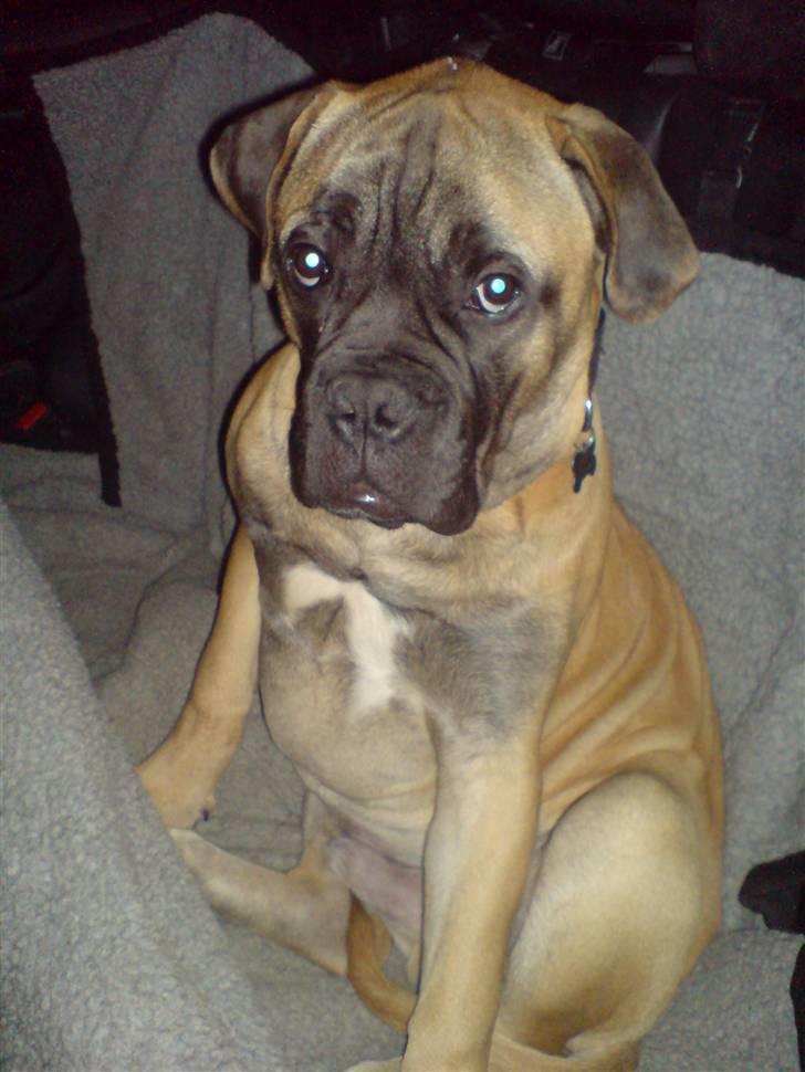 Bullmastiff Gibson - Det var ikke mig...... billede 14