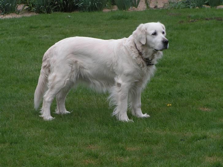 Golden retriever Emma billede 1