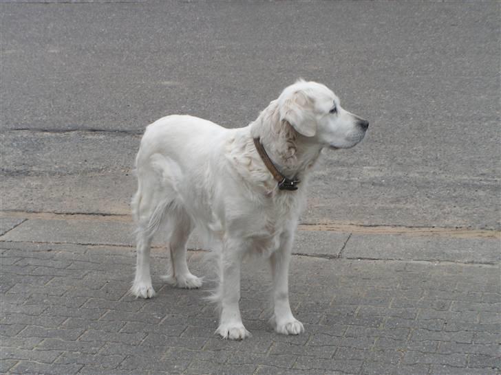 Golden retriever Emma billede 2