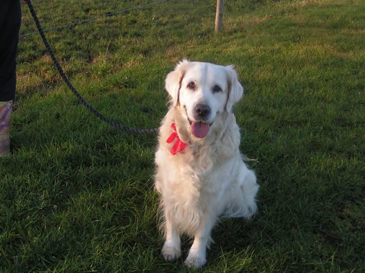 Golden retriever Emma billede 3