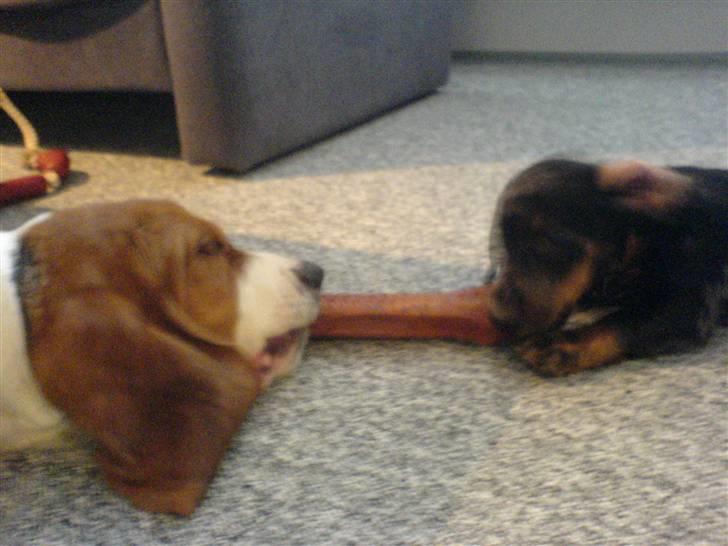 Gravhund blackie billede 12