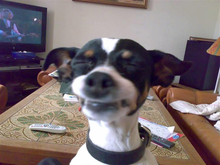 Dansk svensk gaardhund snoopy billede 1