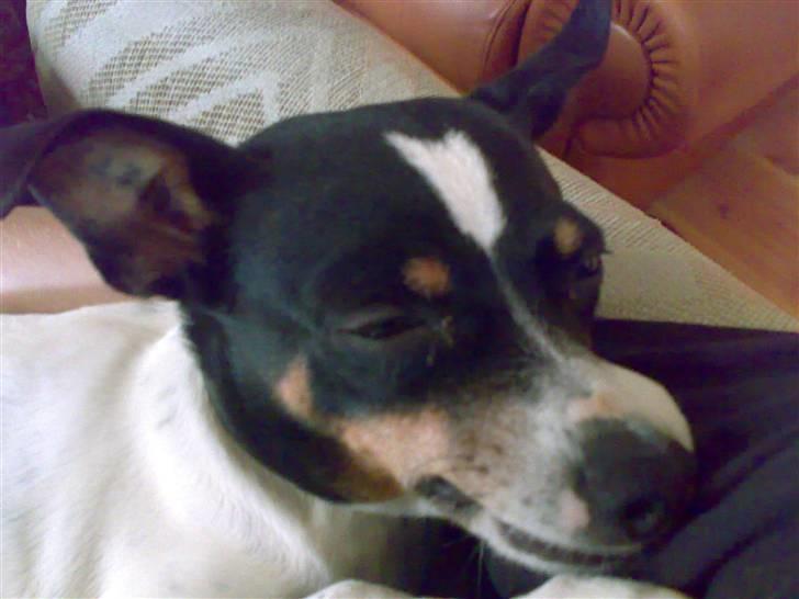 Dansk svensk gaardhund snoopy billede 2