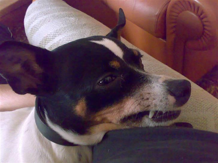 Dansk svensk gaardhund snoopy billede 3