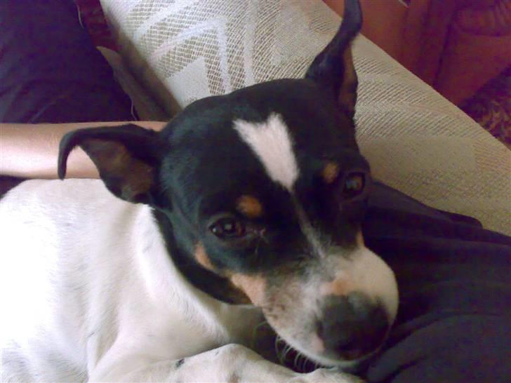 Dansk svensk gaardhund snoopy billede 4