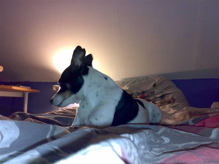 Dansk svensk gaardhund snoopy billede 5