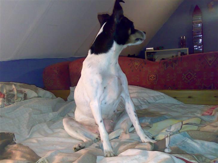 Dansk svensk gaardhund snoopy billede 6