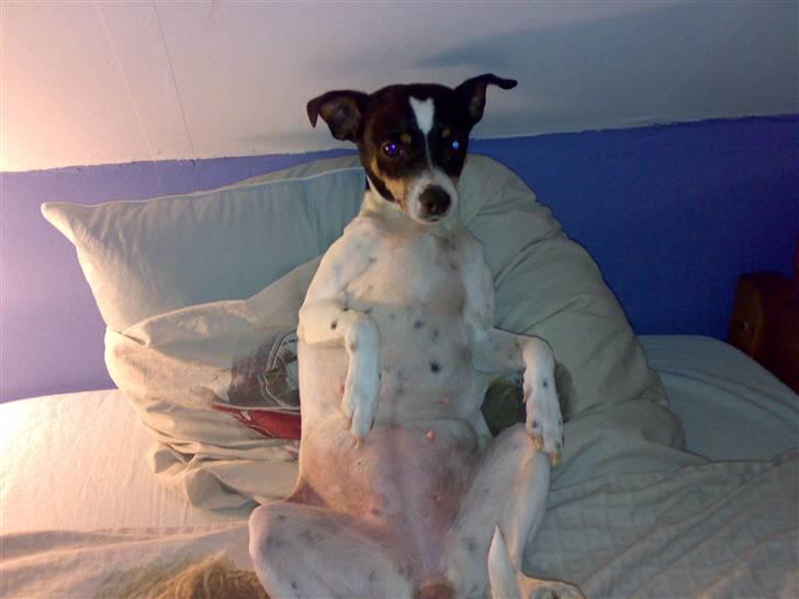 Dansk svensk gaardhund snoopy billede 7