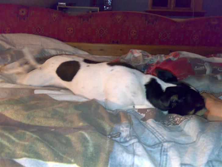 Dansk svensk gaardhund snoopy billede 8