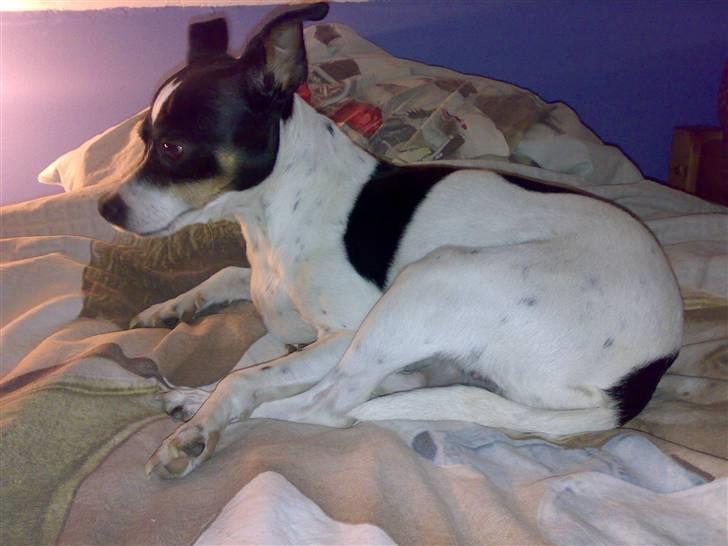 Dansk svensk gaardhund snoopy billede 9