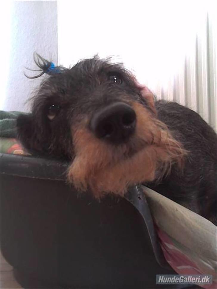 Gravhund Cleopatra *død*  billede 1