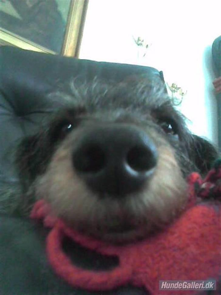 Gravhund Cleopatra *død*  billede 2